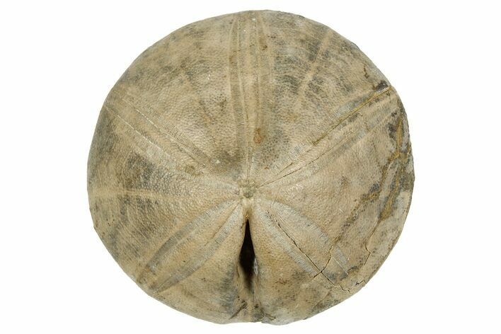 Jurassic Echinoid (Clypeus) Fossil - Jaulny, France #254011
